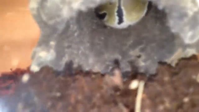 Pithon yawns смотреть онлайн
