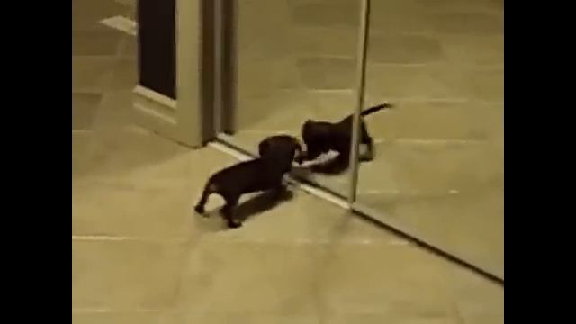 Таксы. Приколы с таксами смотреть онлайн