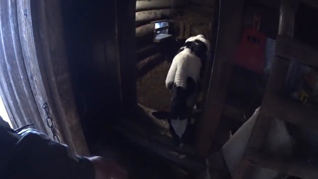 БЫК ПРОТИВ КОЗЫ смотреть онлайн