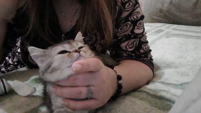 Как закапать глазки котенку смотреть онлайн