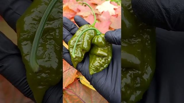 Перец Big Mustard Mama смотреть онлайн