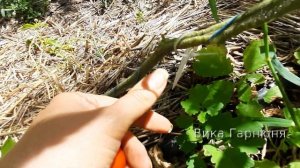 Томат Шапка Мономаха , этой фирмы  садить никогда не буду