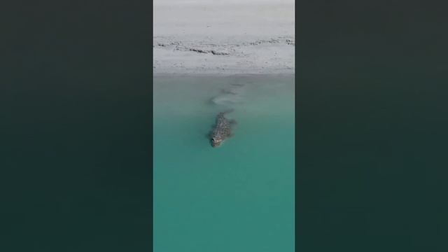 Морской крокодил может плавать короткими очередями со скоростью до 30 км / ч ?? смотреть онлайн