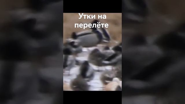 ДИКИЕ УТКИ, ГУСИ, ОГАРИ #shorts смотреть онлайн