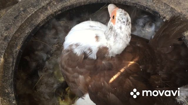 Рождение утят под мускусной уткой/Осенние утята и как их вырастить смотреть онлайн