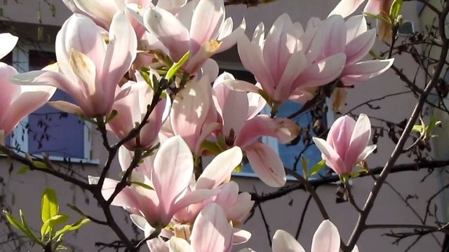 Магнолия цветет/Magnolia blossoms смотреть онлайн
