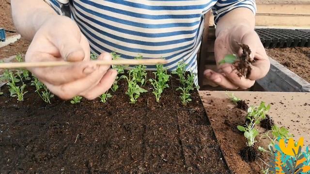 СУПЕР ПЫШНАЯ ЛОБЕЛИЯ У ВАС ДОМА! смотреть онлайн