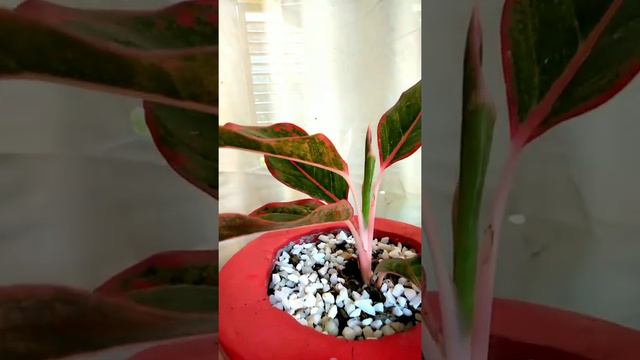 EASY CARE  PLANTS | House Plants Indoor Plants @emzsantillan1207