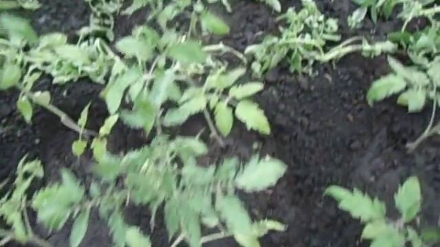 КОГДА ЛУЧШЕ ВЫСАЖИВАТЬ ТОМАТЫ В ОТКРЫТЫЙ ГРУНТ. Видео Ольги Черновой 30 мая смотреть онлайн