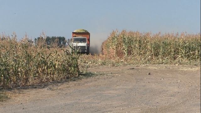 Уборка кукурузы на силос. 2022 / CLAAS Jaguar 850 смотреть онлайн