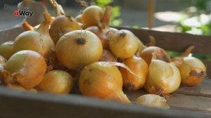 Сделайте Так Чтобы ЛУК СЕВОК не пошел в стрелку, а ДАЛ ОГРОМНЫЕ сладкие луковицы!