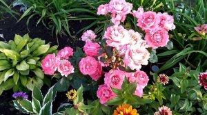 Роза Вайкики / Waikiki / Морозостойкий неприхотливый сорт