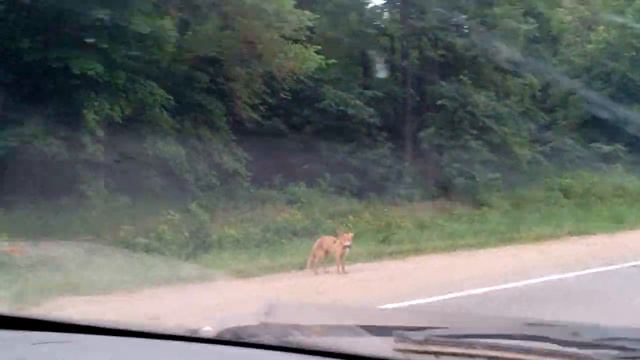 Лиса, бежит бежит бежит смотреть онлайн