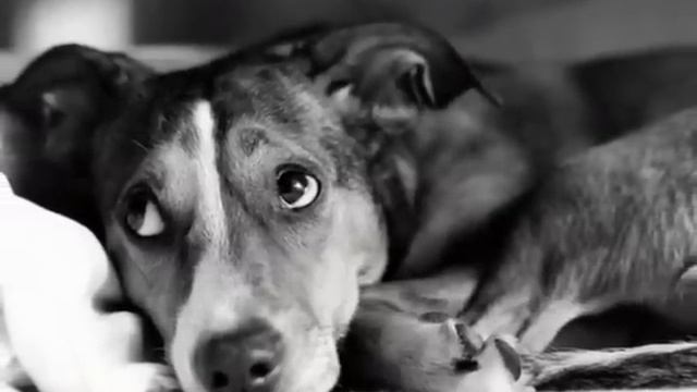 A Toi Hervé et à tous ceux qui defendent la cause des animaux....wmv смотреть онлайн