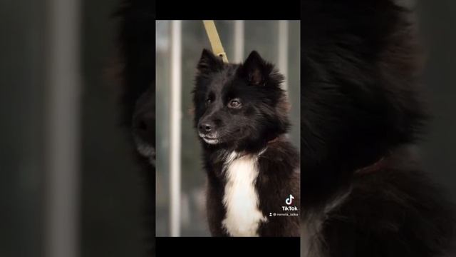 Ненецкие Лайки (Оленегонный шпиц, оленегонки) смотреть онлайн