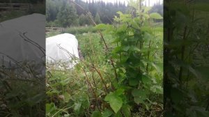 Ежевика. Сорта, которые реально можно вырастить в Сибири, а каким нужны «танцы с бубнами».