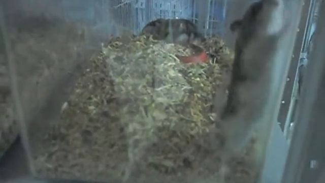 Хомячки (crazy hamster) смотреть онлайн