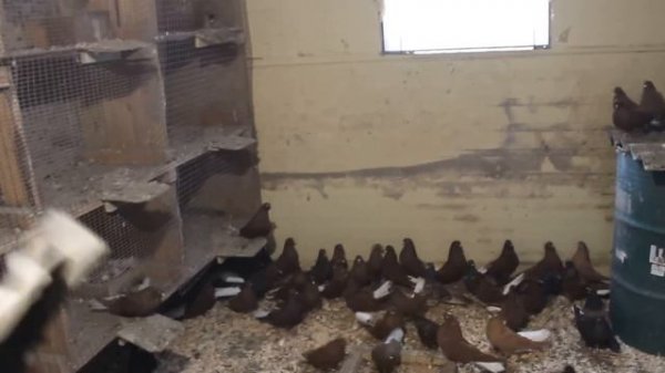 НИКОЛАЕВСКИЕ ГОЛУБИ ЮРЫ ЧАСОВЩИКА РОСТОВСКАЯ ОБ. Г МИЛЛЕРОВО 89604681302 ВЫПУСК-3