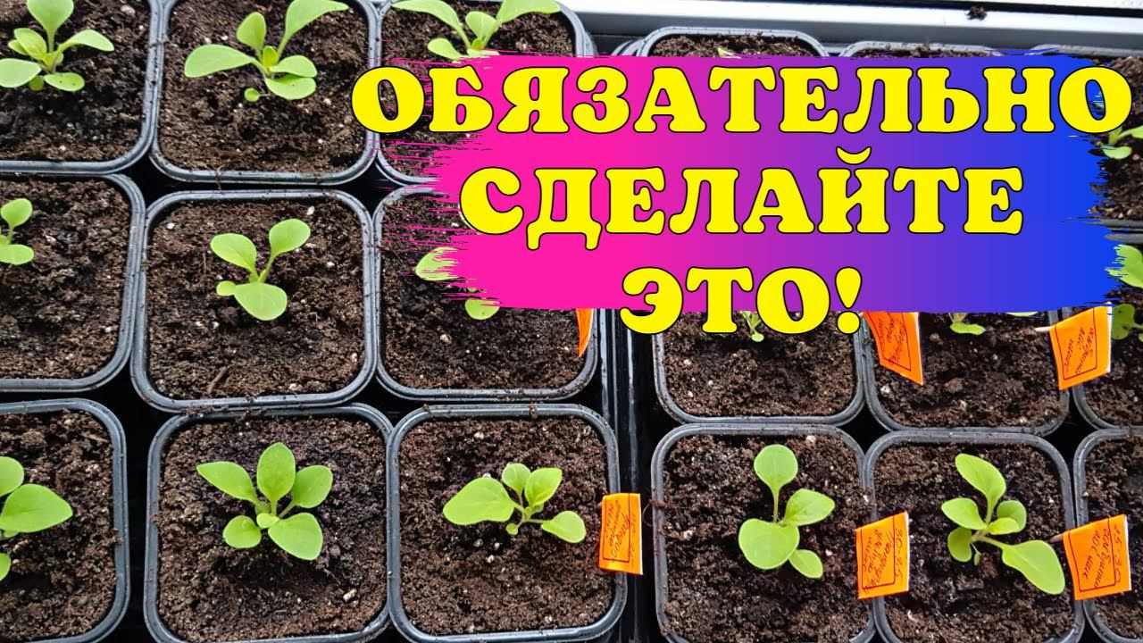 Взошла ПЕТУНИЯ? ОБЯЗАТЕЛЬНО сделайте ТАК и ОН НЕ ПОГИБНЕТ! смотреть онлайн