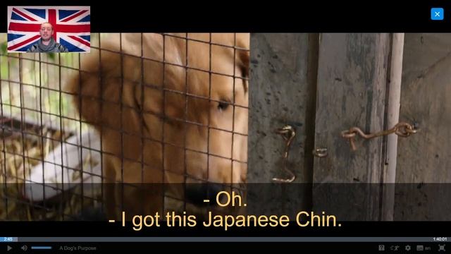 Английский по РАЗБОРАМ с 2010г. Разбор фильма The Dog's Purpose. Киноклуб школы Надежды Счастливой. смотреть онлайн