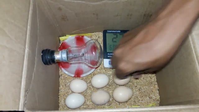 DIY How to Make Egg Incubator with Cardboard Box | Homemade Incubator | 100% Chicks Hatching смотреть онлайн