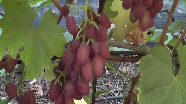 Сорт винограда 