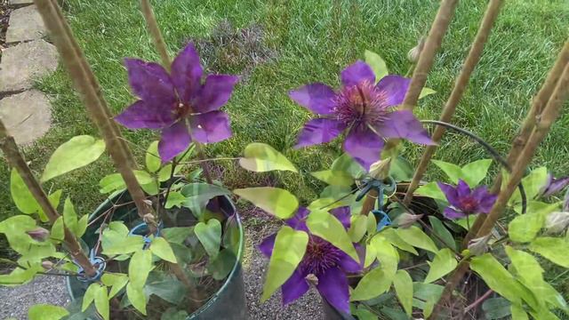 Clematis(Multi Blue & Duchess of Edinburgh) first year from bare root 2023 смотреть онлайн