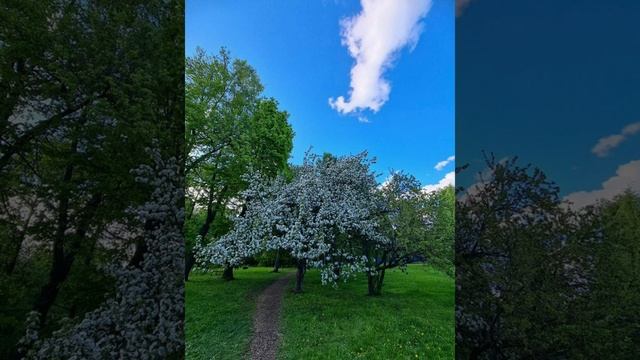 #3июня - день Елены - Леносейки смотреть онлайн