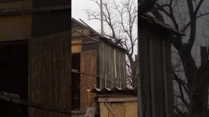 Голуби. Чужаки))