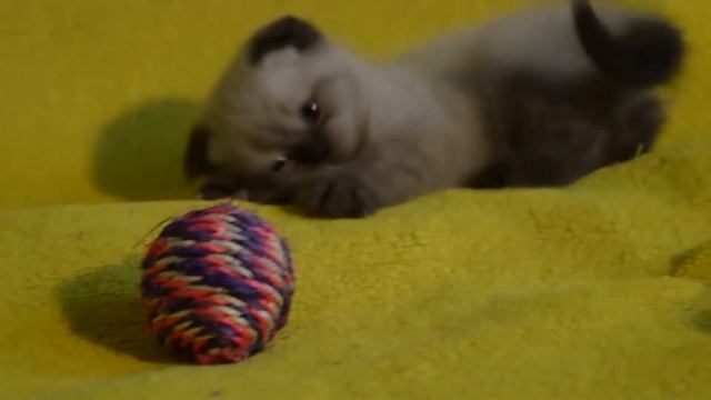 Купить шотландского вислоухого котенка - предлагаем- смотреть онлайн