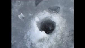 зимняя ловля судака на мормышку с подсадкой малька