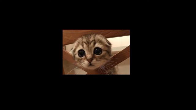 Прямая трансляция пользователя Захар Листьев смотреть онлайн