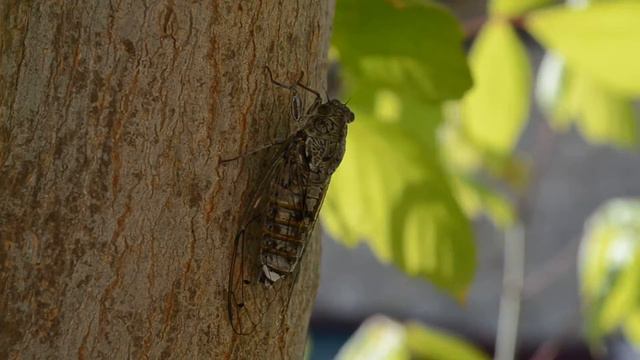 Цикада Cicada Zikaden смотреть онлайн