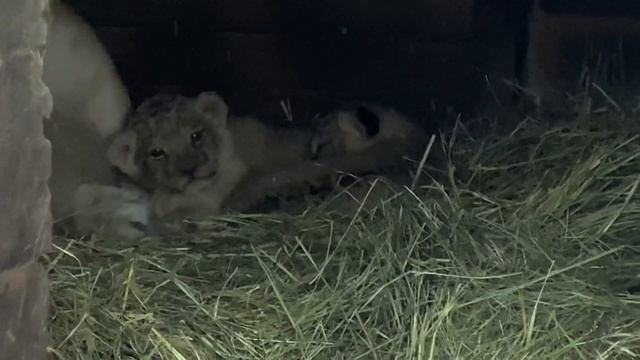 Скоро выходить начнут наши малыши??? @барнаульский зоопарк смотреть онлайн