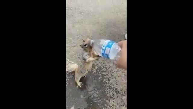 белка подбегает к мужчине на улице и просит воды//белка страдает от жажды смотреть онлайн