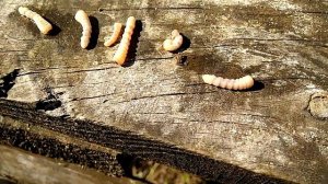 Личинка короеда, шашель, неомид стоп жук