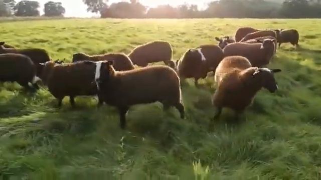 Овцы Zwartbles смотреть онлайн