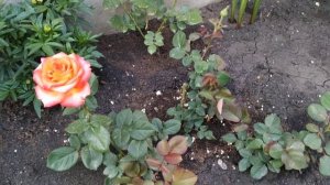 Роза Хай Меджик