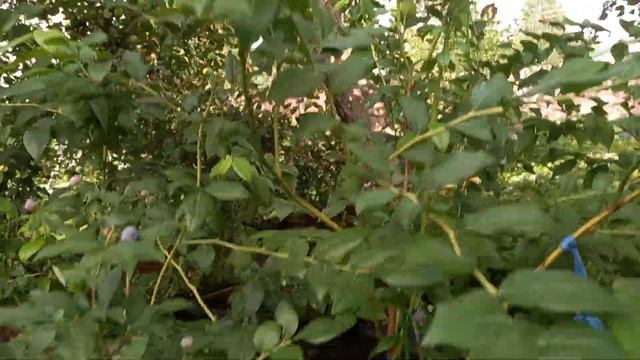 Рубель и Чандлер сразили меня своей ягодой. смотреть онлайн