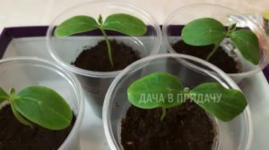 Как собрать богатый урожай помидор. Огород на балконе. Часть1.