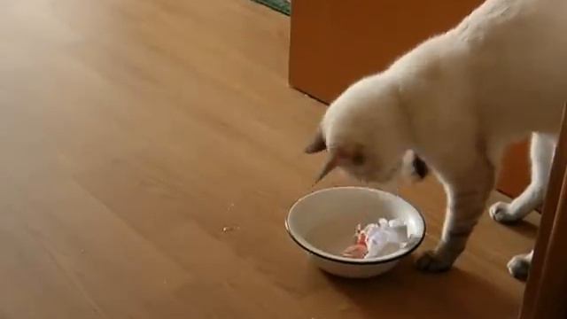 Тайская кошка окунает бумагу в воду, чтобы её порвать! Тайские кошки - это чудо! Funny Cats смотреть онлайн