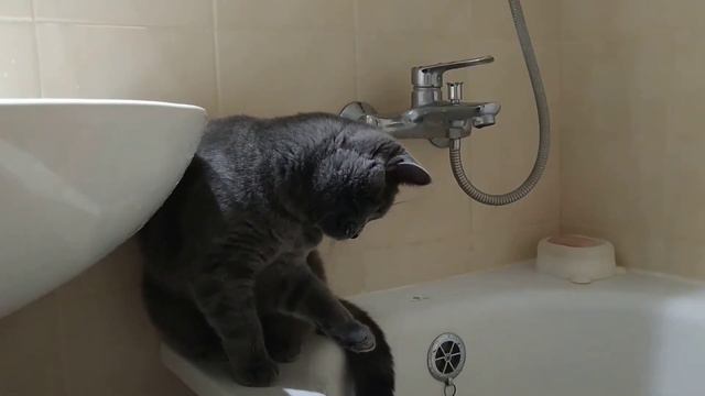 Кот играет с водой смотреть онлайн