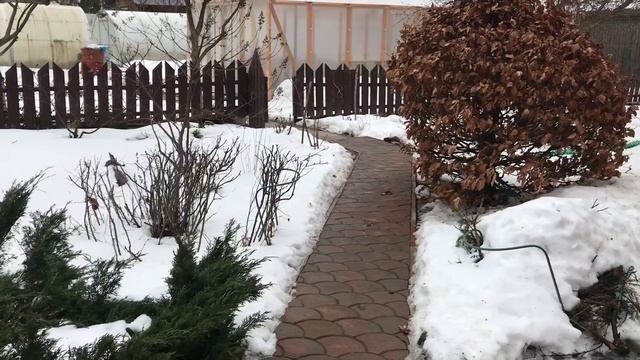 Как вырастить томаты в холодном климате смотреть онлайн