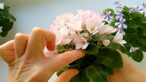 Фиалки-трейлеры (ампельные). Обзор. Фиалки Елены Свирской СПб.