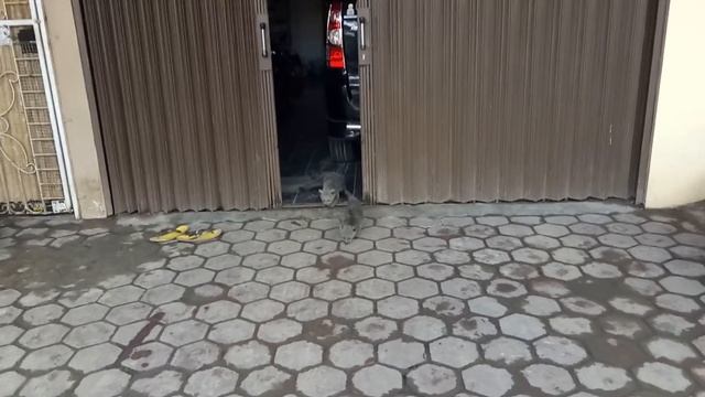 Binturong Jawa Baby Captive Breed смотреть онлайн