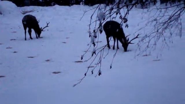 Олени Скнятинское охотхозяйство смотреть онлайн