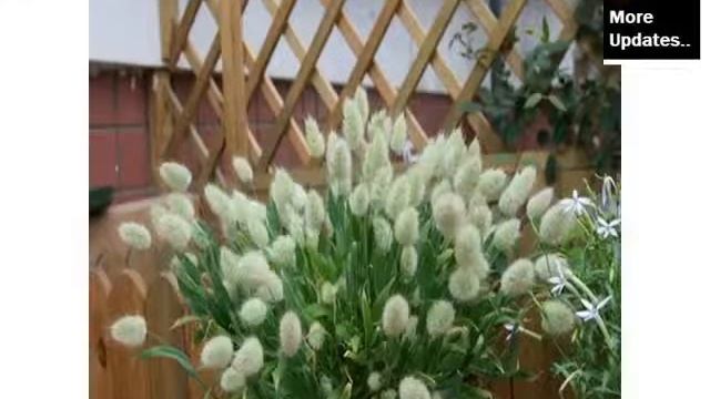 White Lagurus Ovatus | Best Of White Folwer Picture Collection - Phula Pics смотреть онлайн