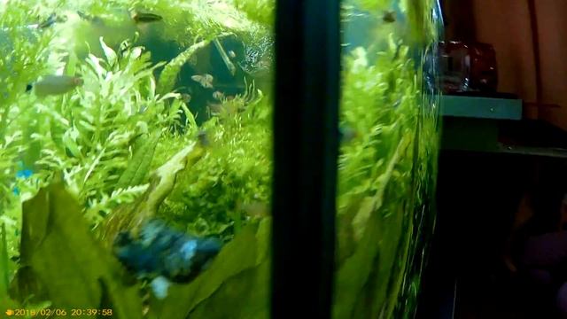 4K/жесткая вода и щелочная..?.. PH- (НИЛПА) в помощь реальное средство для аквариума травника!!!!! смотреть онлайн