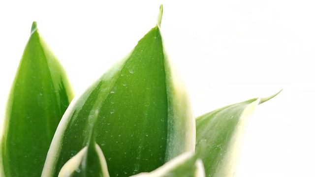 Sansevieria trifasciata 'Jade Pagoda' смотреть онлайн