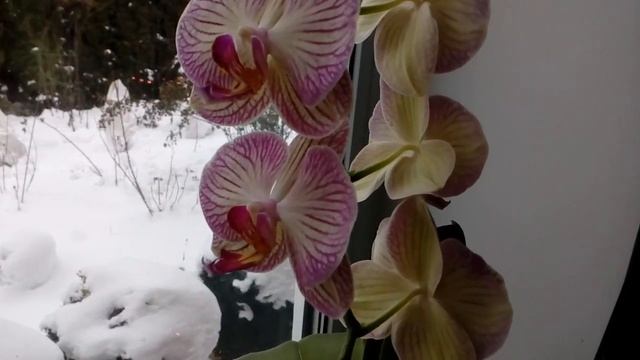 Лудизия - Драгоценная орхидея. ??. Декабрь 2018 # домашние цветы # орхидея # лудизия смотреть онлайн